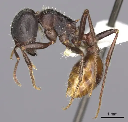 Pogonomyrmex rugosus - CASENT0235330