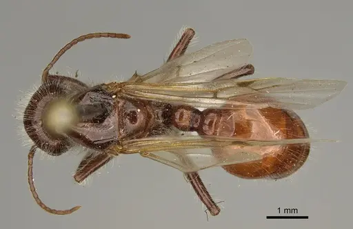 Pogonomyrmex rugosus - CASENT0863109