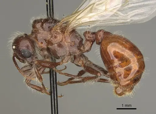 Pogonomyrmex rugosus - CASENT0863109