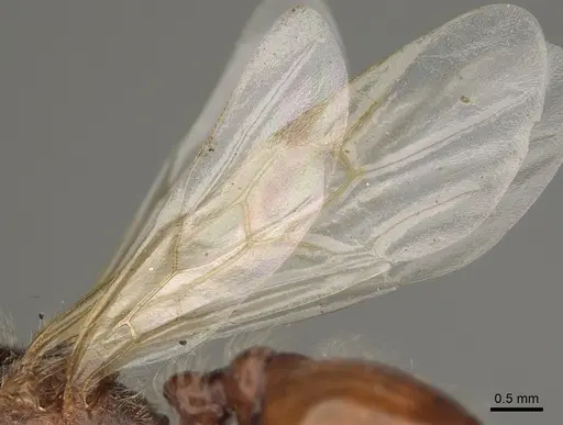 Pogonomyrmex rugosus - CASENT0863109