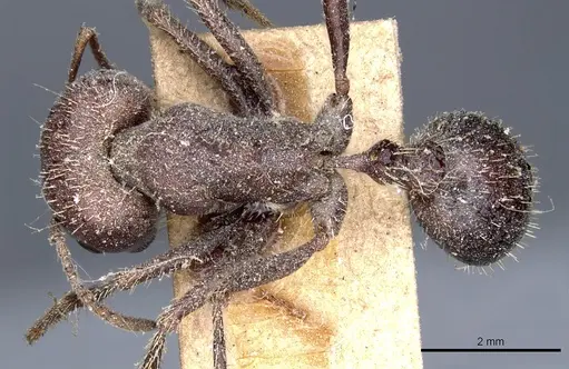 Pogonomyrmex rugosus - CASENT0904108