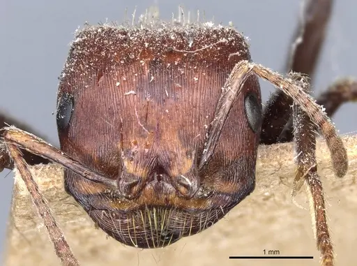 Pogonomyrmex rugosus - CASENT0904108