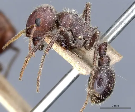 Pogonomyrmex rugosus - CASENT0904108