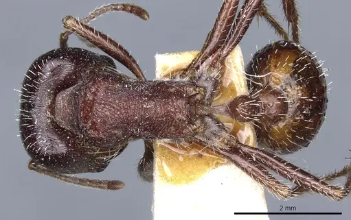 Pogonomyrmex rugosus - CASENT0904109