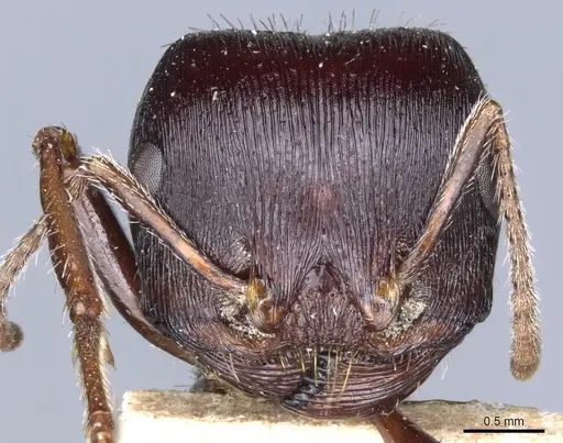 Pogonomyrmex rugosus - CASENT0904109