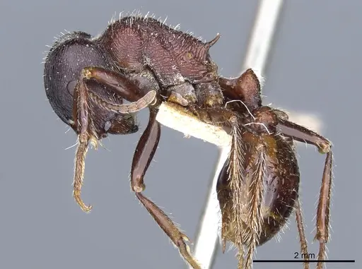 Pogonomyrmex rugosus - CASENT0904109