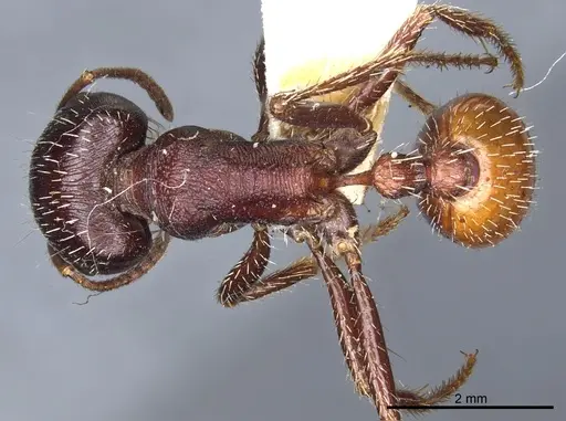 Pogonomyrmex rugosus - CASENT0904110