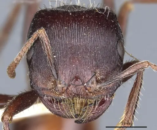 Pogonomyrmex rugosus - CASENT0904110