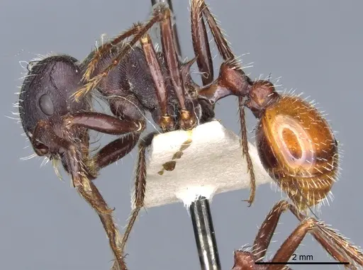 Pogonomyrmex rugosus - CASENT0904110