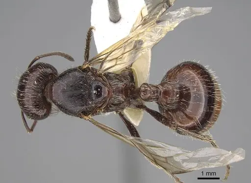 Pogonomyrmex rugosus - CASENT0914107