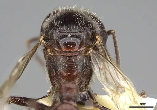 Pogonomyrmex rugosus - CASENT0914107