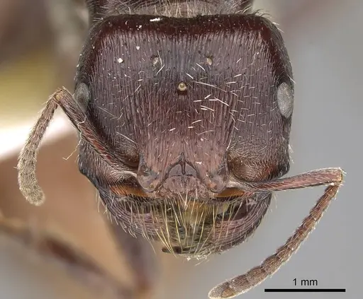 Pogonomyrmex rugosus - CASENT0914107