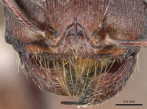 Pogonomyrmex rugosus - CASENT0914107