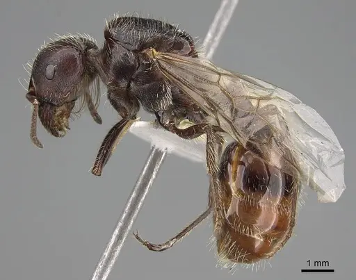 Pogonomyrmex rugosus - CASENT0914107