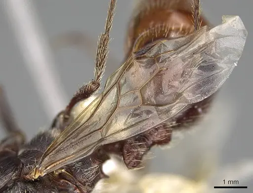 Pogonomyrmex rugosus - CASENT0914107