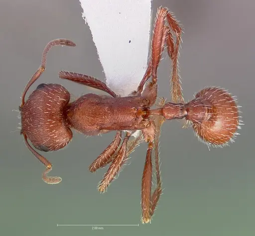Pogonomyrmex salinus specimen