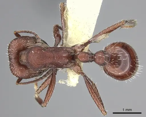 Pogonomyrmex salinus - CASENT0217281