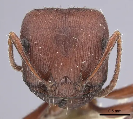 Pogonomyrmex salinus - CASENT0217281