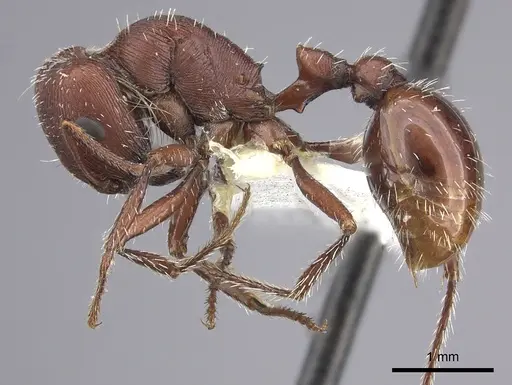 Pogonomyrmex salinus - CASENT0217281