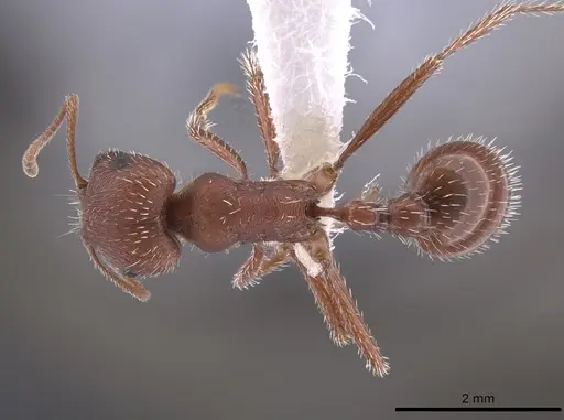 Pogonomyrmex salinus - CASENT0652325