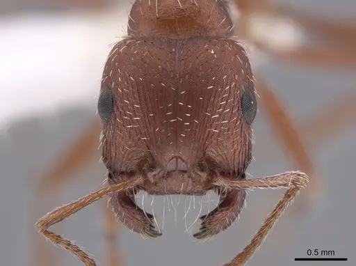 Pogonomyrmex salinus - CASENT0652325