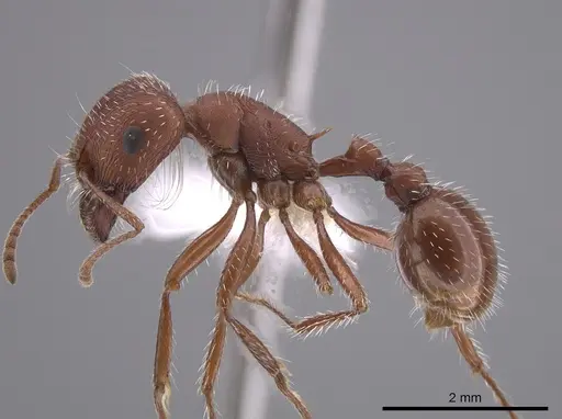 Pogonomyrmex salinus - CASENT0652325