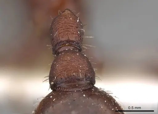 Pogonomyrmex salinus - CASENT0914108