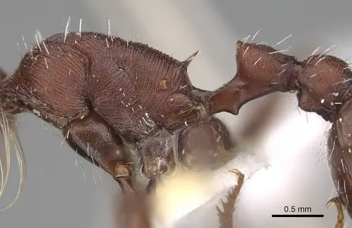 Pogonomyrmex salinus - CASENT0914108