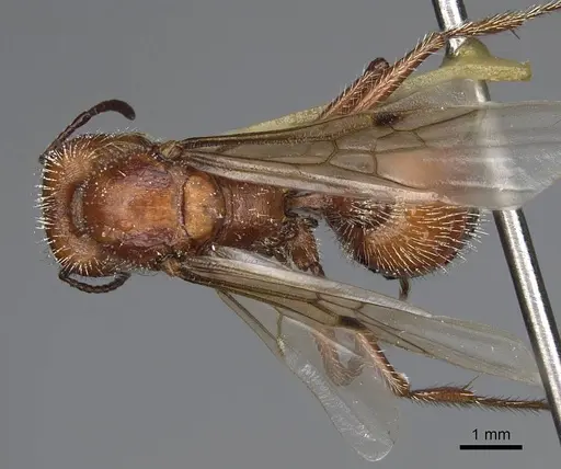 Pogonomyrmex salinus - CASENT0923074