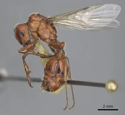 Pogonomyrmex salinus - CASENT0923074