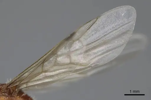 Pogonomyrmex salinus - CASENT0923074