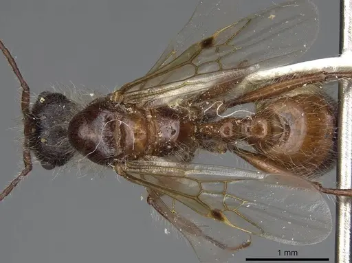 Pogonomyrmex salinus - CASENT0923075