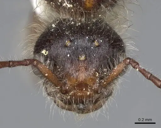 Pogonomyrmex salinus - CASENT0923075