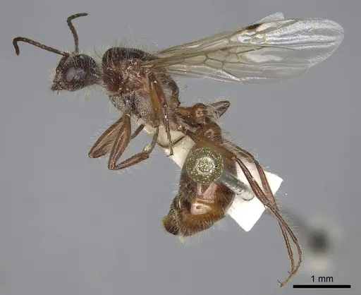 Pogonomyrmex salinus - CASENT0923075