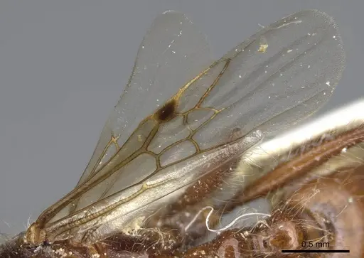 Pogonomyrmex salinus - CASENT0923075