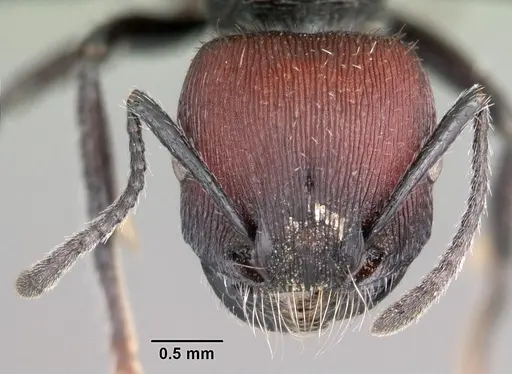 Pogonomyrmex sanmartini specimen
