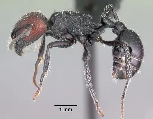 Pogonomyrmex sanmartini specimen