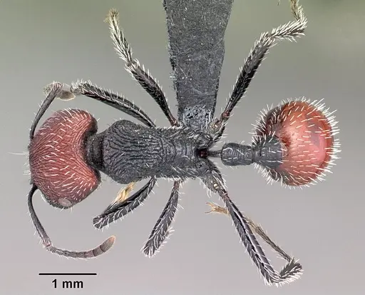 Pogonomyrmex santschii specimen