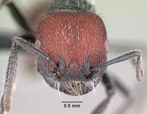 Pogonomyrmex santschii specimen
