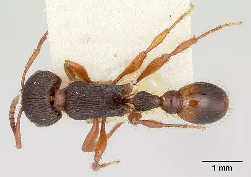 Pogonomyrmex saucius specimen