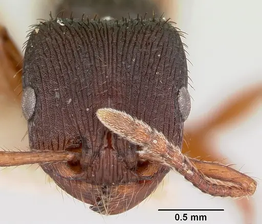 Pogonomyrmex saucius specimen