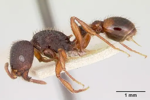 Pogonomyrmex saucius specimen