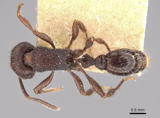 Pogonomyrmex schmitti specimen