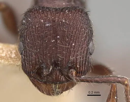 Pogonomyrmex schmitti specimen