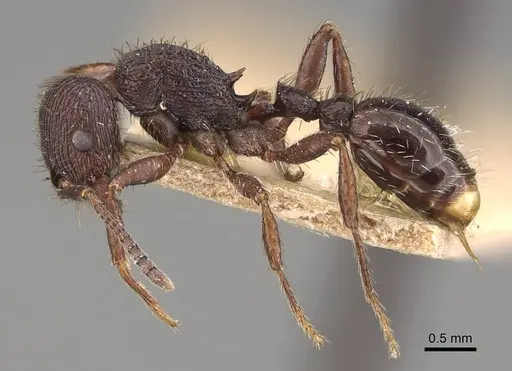 Pogonomyrmex schmitti specimen