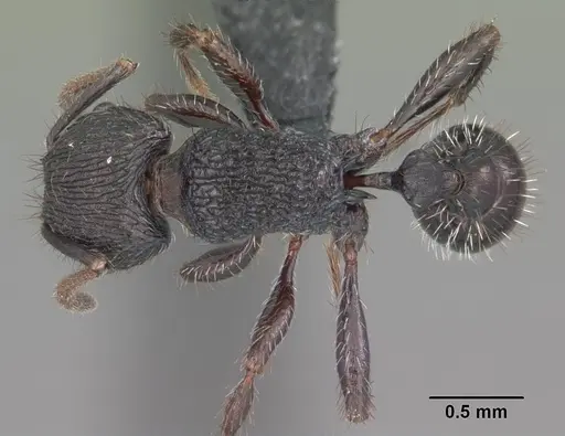 Pogonomyrmex schmitti - CASENT0103066