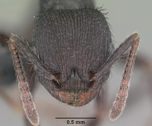 Pogonomyrmex schmitti - CASENT0103066