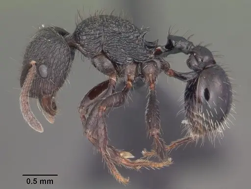 Pogonomyrmex schmitti - CASENT0103066