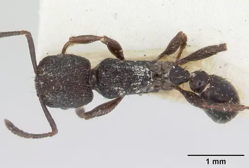 Pogonomyrmex schmitti - CASENT0173356