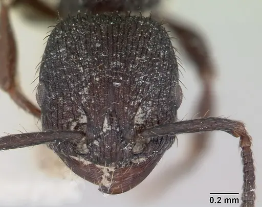 Pogonomyrmex schmitti - CASENT0173356